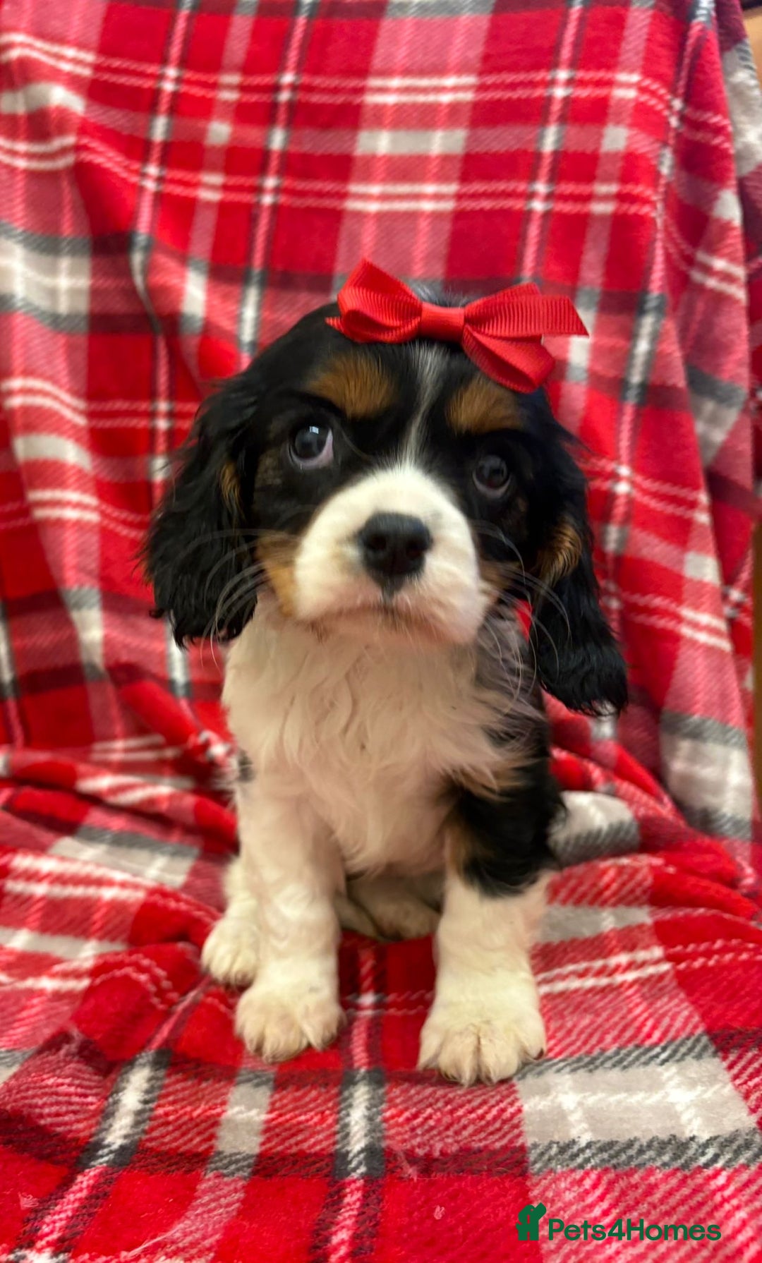Cavalier King Charles Spaniel dogs for sale: Beautiful Cavalier King Charles babies ❤️ - Advert 33