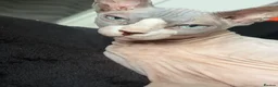 Sphynx cats for sale: Beautiful male and female  - Advert 5