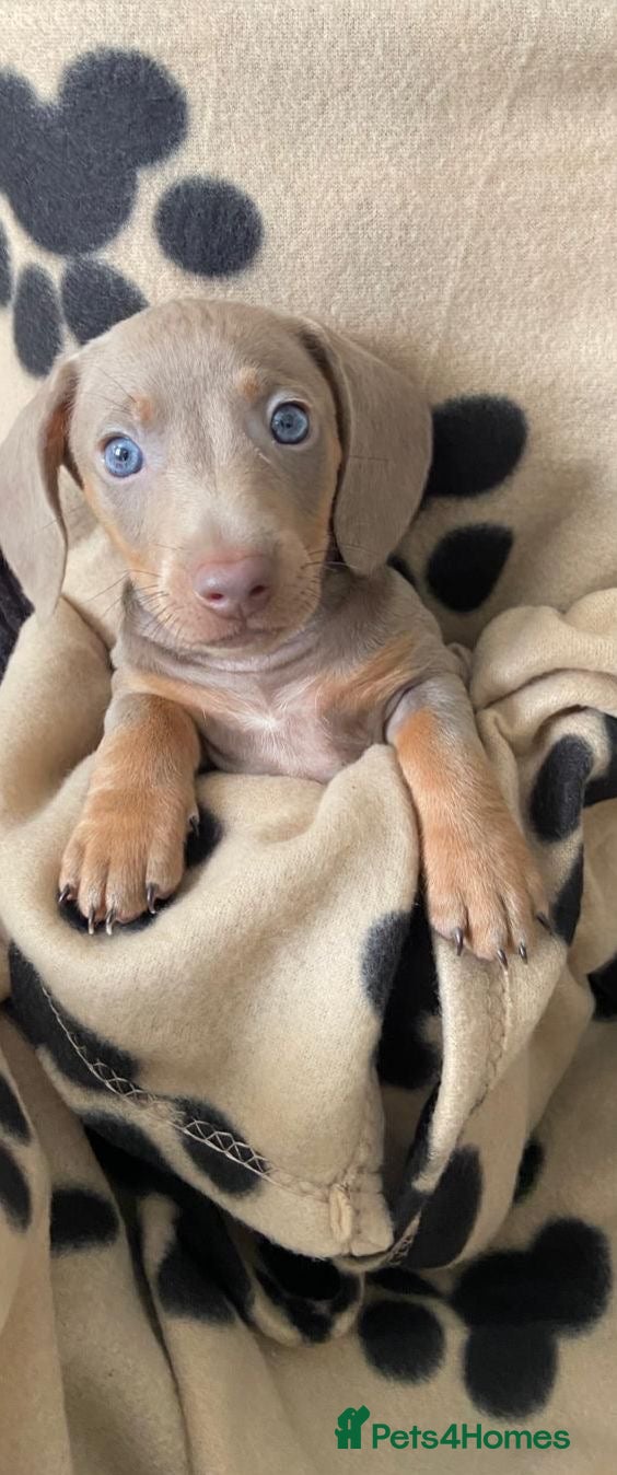 Miniature Dachshund dogs Miniature Dashhound Boy Puppy.  - Advert 1