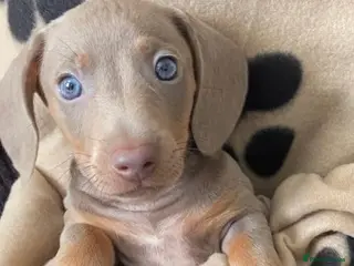 Miniature Dachshund dogs Miniature Dashhound Boy Puppy. - Advert 1