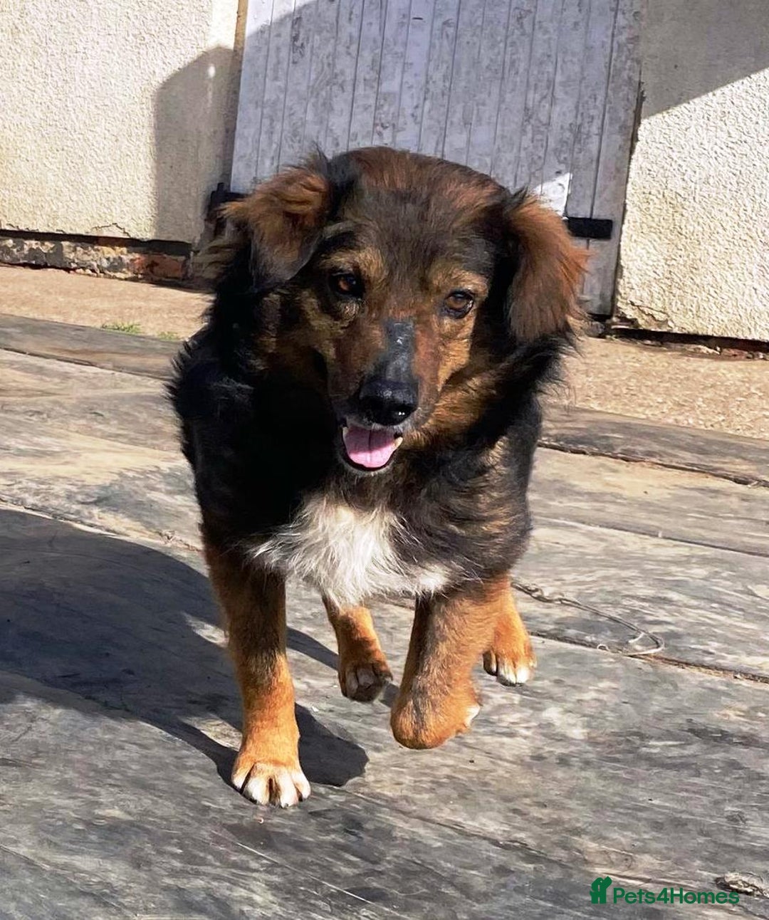 Mixed Breed dogs for adoption: Meet Charlie - a Lovely old boy, for a loving Home - Image 23