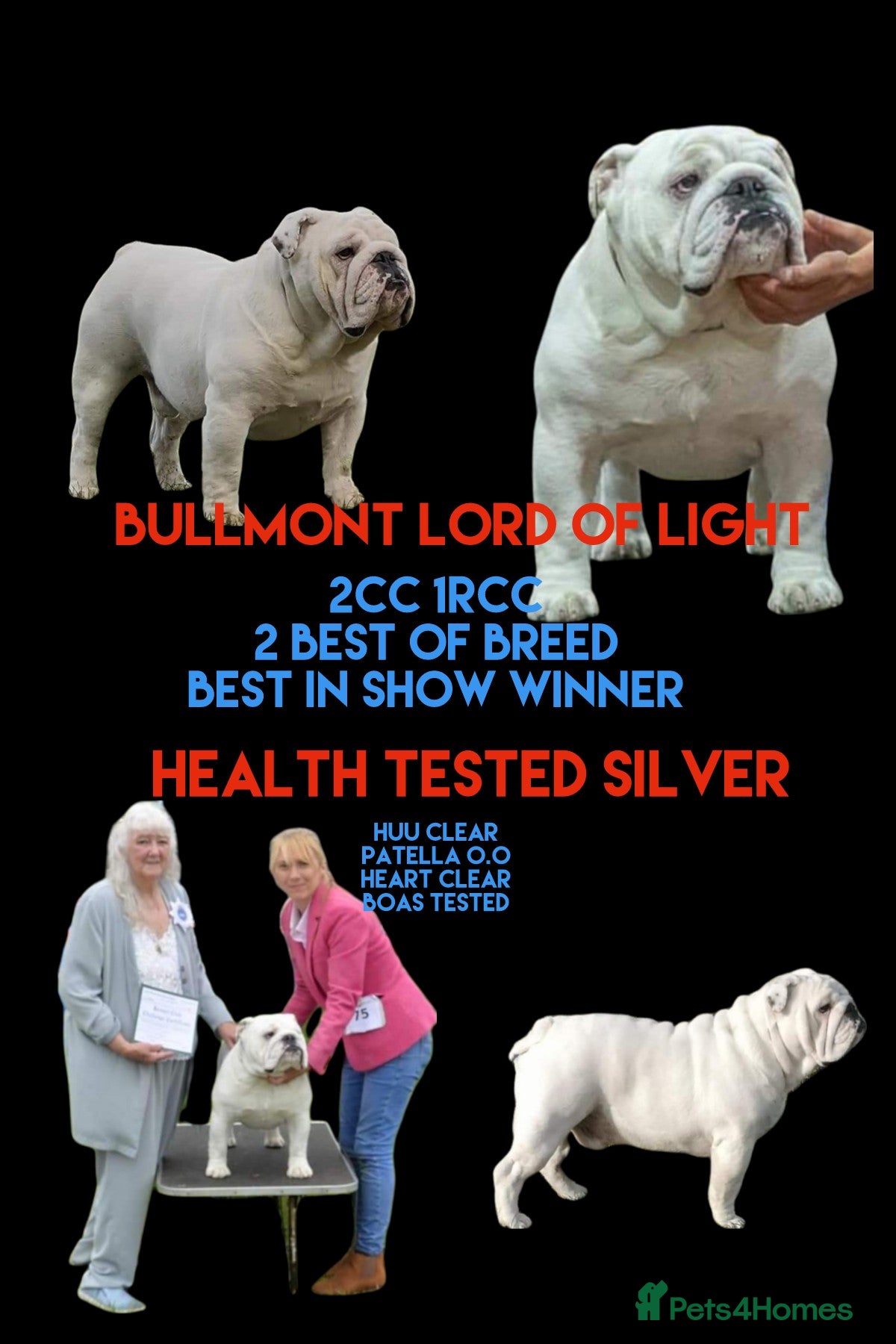 English Bulldog dogs UK CHAMPION health tested  in Bradford - Advert 15