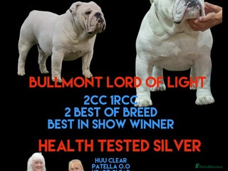 English Bulldog dogs in Bradford - Advert 19