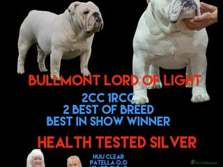 English Bulldog dogs UK CHAMPION health tested in Bradford - Advert 6
