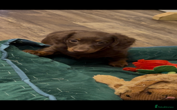 Miniature Dachshund dogs for sale: Ready now KC reg long and short coated PRA clear  - Image 30