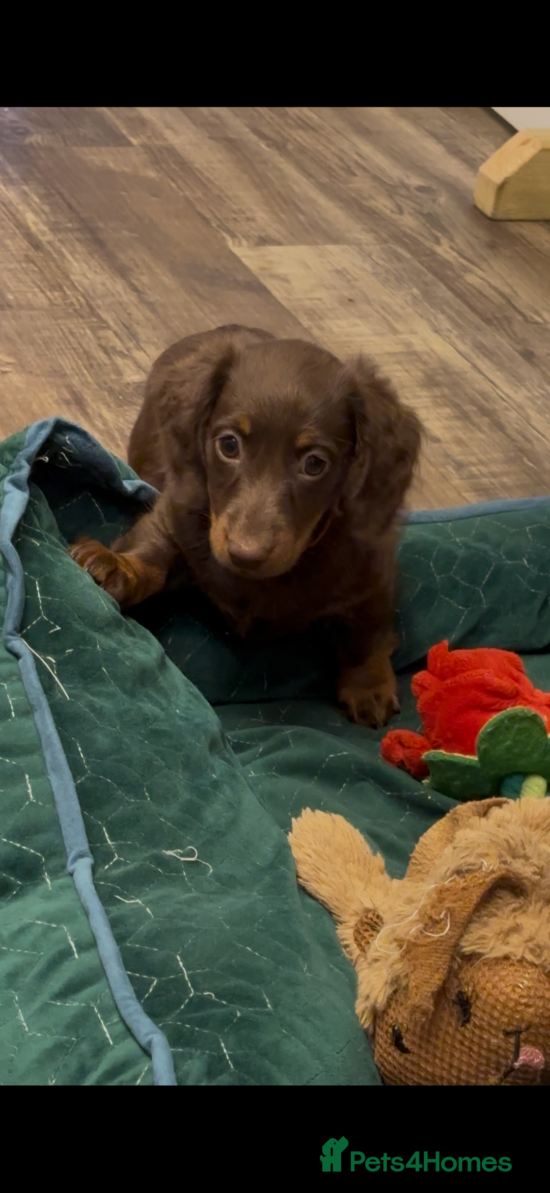 Miniature Dachshund dogs for sale: Ready now KC reg long and short coated PRA clear  - Image 30