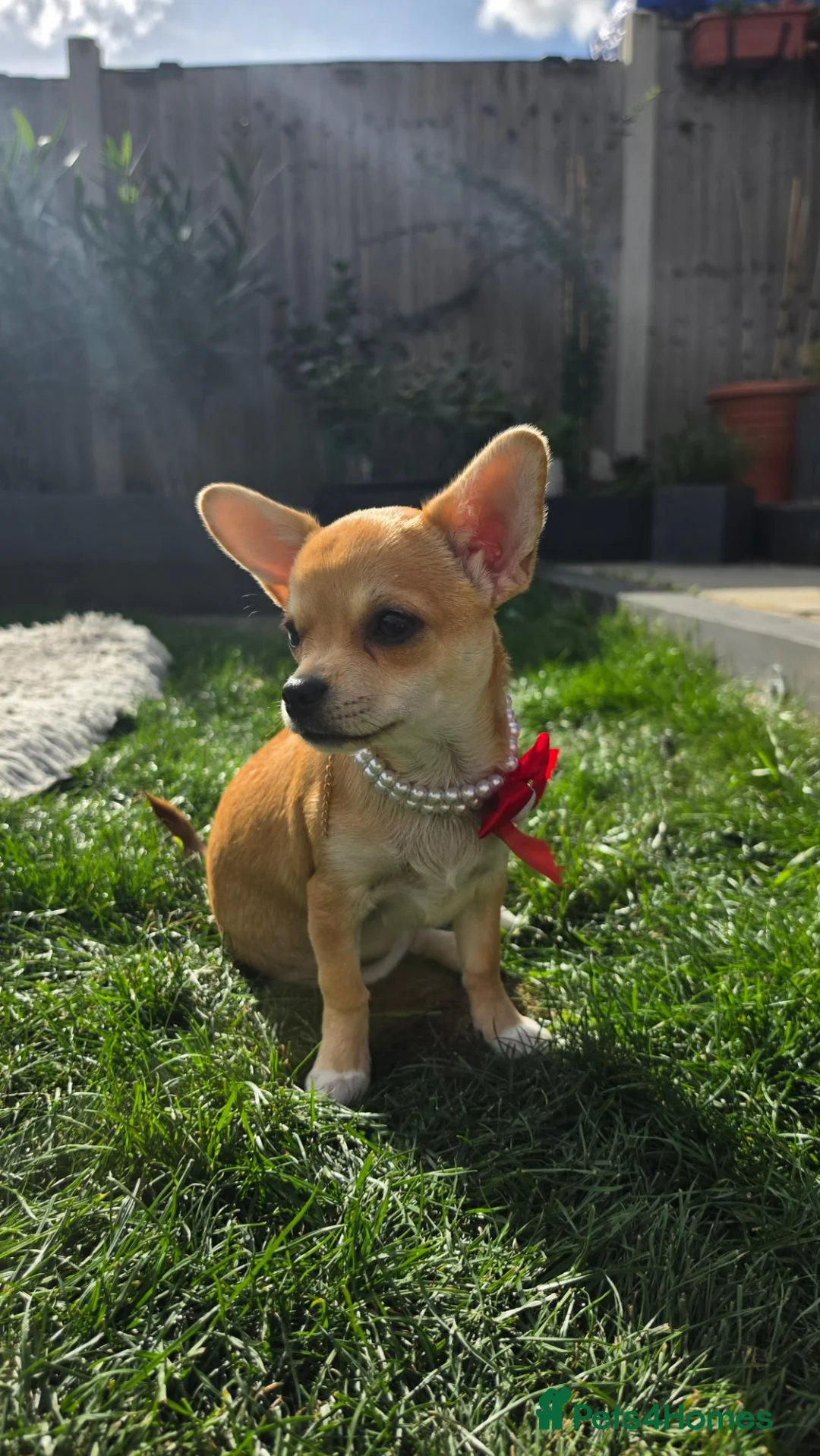 Chihuahua dogs for sale: 🐾Chihuahua Girl ready for forever loving homes - Advert 1