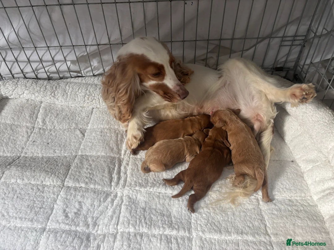 Cockapoo dogs for sale: 🐶🐶 Cockerpoo Puppies 🐶🐶 - Advert 1