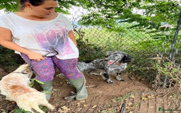 English Setter dogs for adoption: Tana  - Image 13