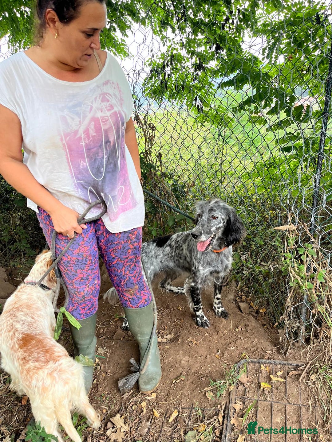 English Setter dogs for adoption: Tana  - Image 13