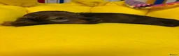 Miniature Dachshund dogs for sale: Miniature Longhaired Dachshunds  - Advert 8