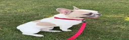 French Bulldog dogs for sale: French bulldog male - Advert 2