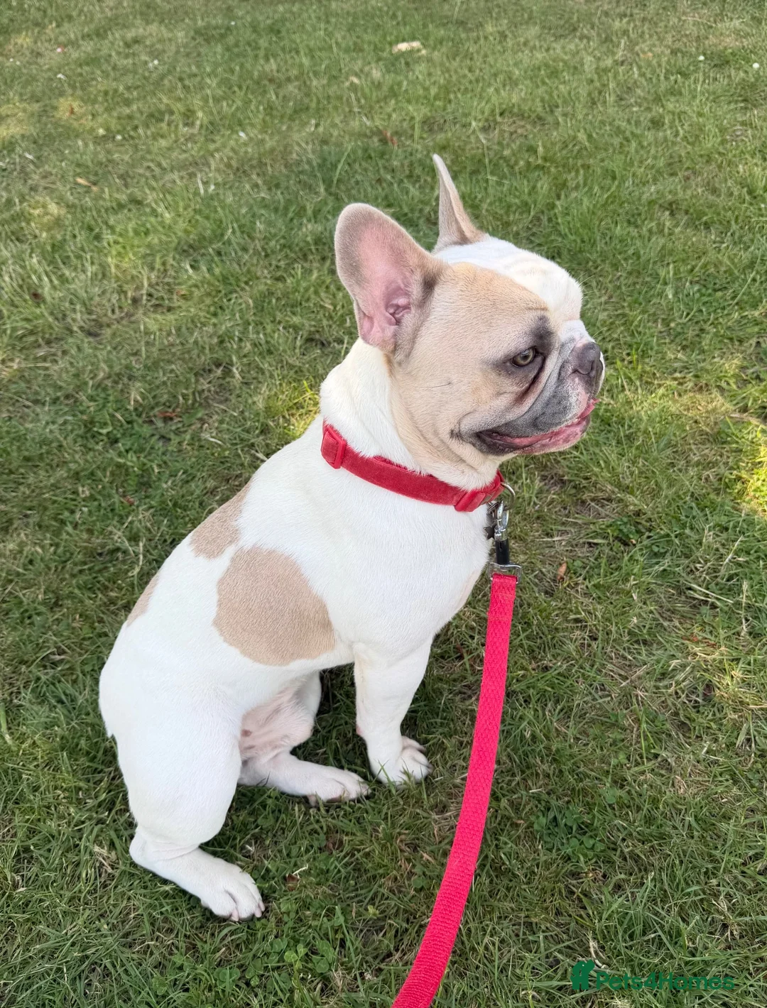 French Bulldog dogs for sale: French bulldog male - Advert 2
