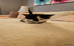 Domestic Shorthair cats for sale: 4 Adorable boys Looking for a Loving Home - Image 11