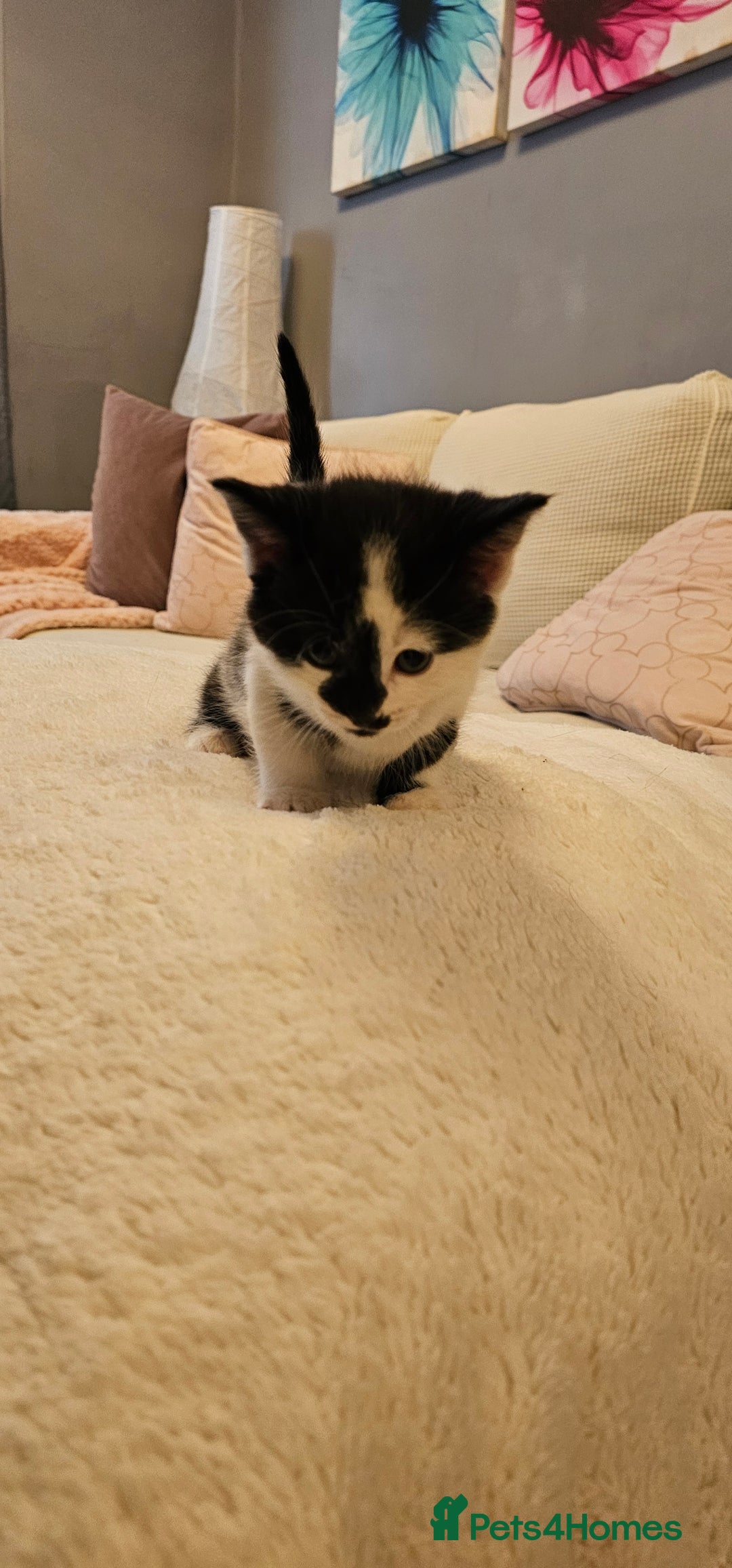 Domestic Shorthair cats for sale: 4 Adorable boys Looking for a Loving Home - Image 11