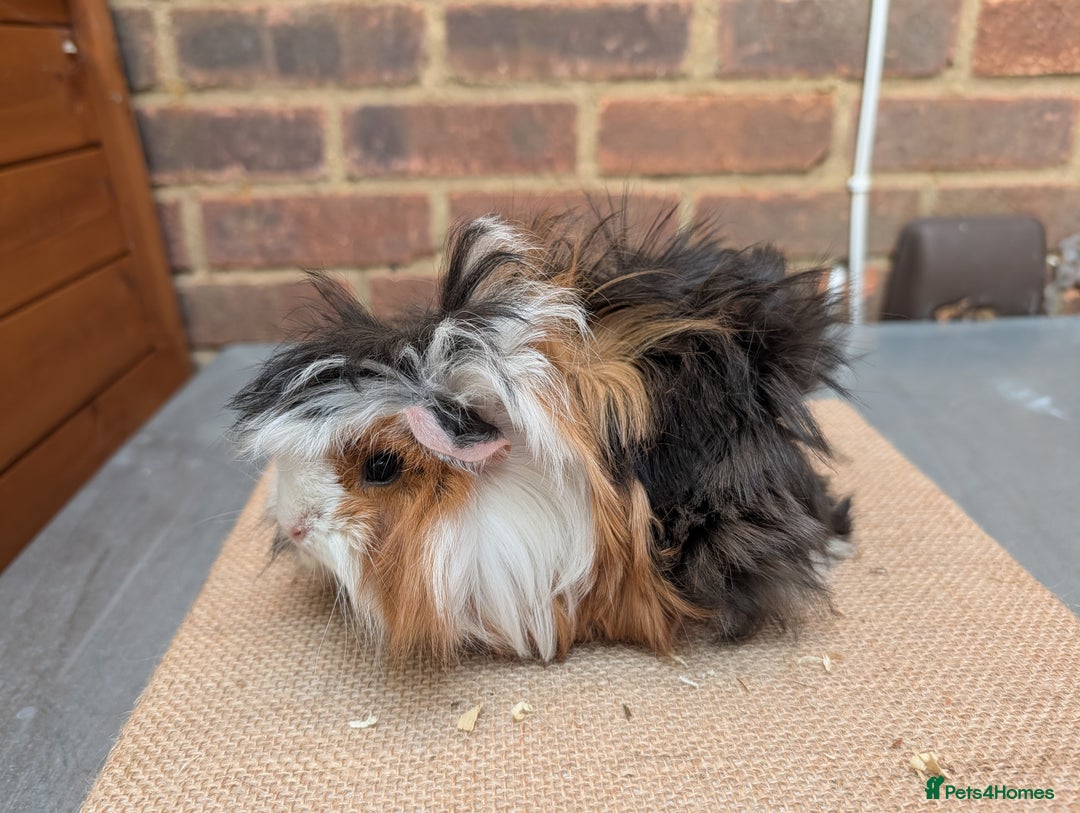 Guinea Pig rodents for sale: Longhaired Guinea Pigs- 2 sows, 1 boar - Image 9