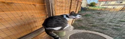 Mixed Breed cats for sale: Norman looking for loving home  - Advert 5