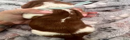 Welsh Springer Spaniel dogs for sale: KC Registered puppy girl available  - Advert 6