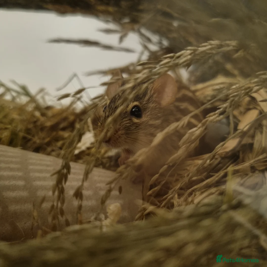 Mouse rodents for sale: Fancy Mice - Advert 12