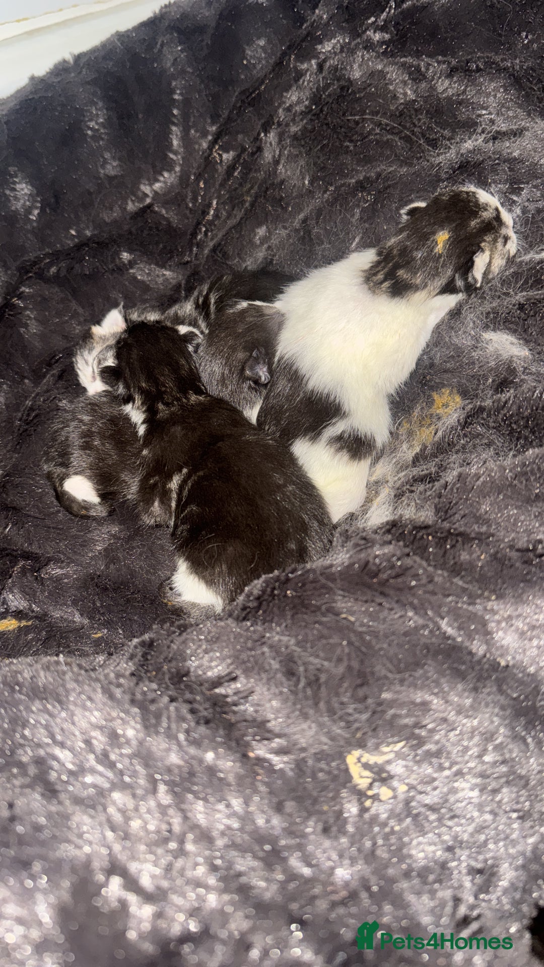 Mixed Breed cats for sale: Maincoon kittens - Advert 3