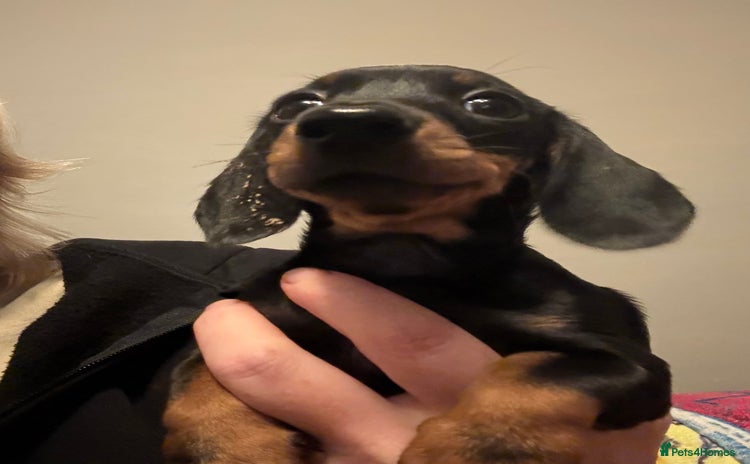 Miniature Dachshund dogs - Advert 6