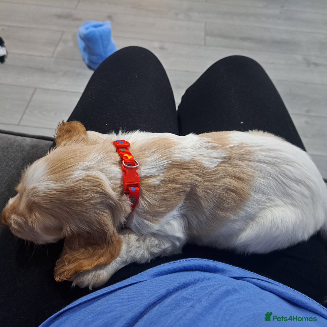 Cocker Spaniel dogs for sale: Cocker spaniel/show - Advert 4