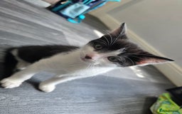 Mixed Breed cats for sale: Kittens  - Image 2