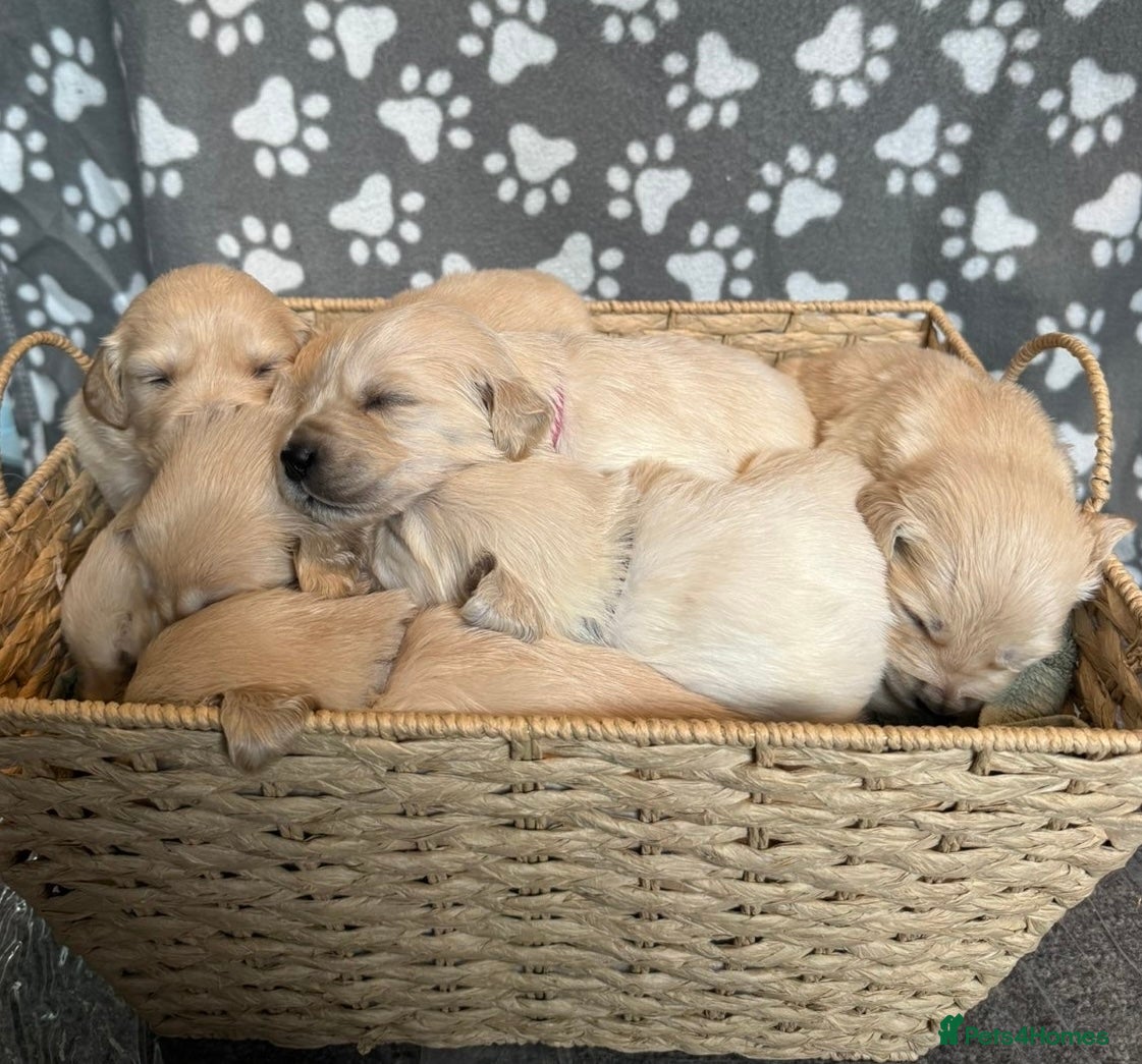 Golden Retriever dogs Stunning Litter of Golden Retriever Puppies 🤍 - Advert 1