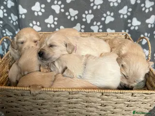 Golden Retriever dogs Stunning Litter of Golden Retriever Puppies 🤍 - Advert 1
