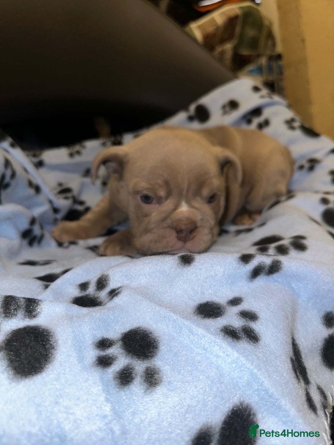 English Bulldog dogs for sale: ‼️ENGLISH BULLDOG PUPS WITH AMERICAN BLOODLINE‼️ - Advert 7