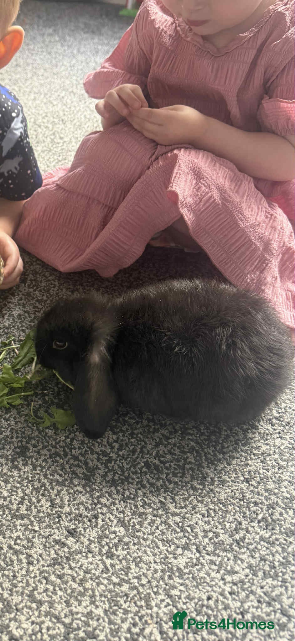 Mini Lop rabbits Gorgeous black male rabbit  - Advert 16