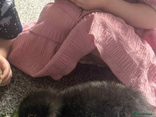 Mini Lop rabbits Gorgeous black male rabbit - Advert 3