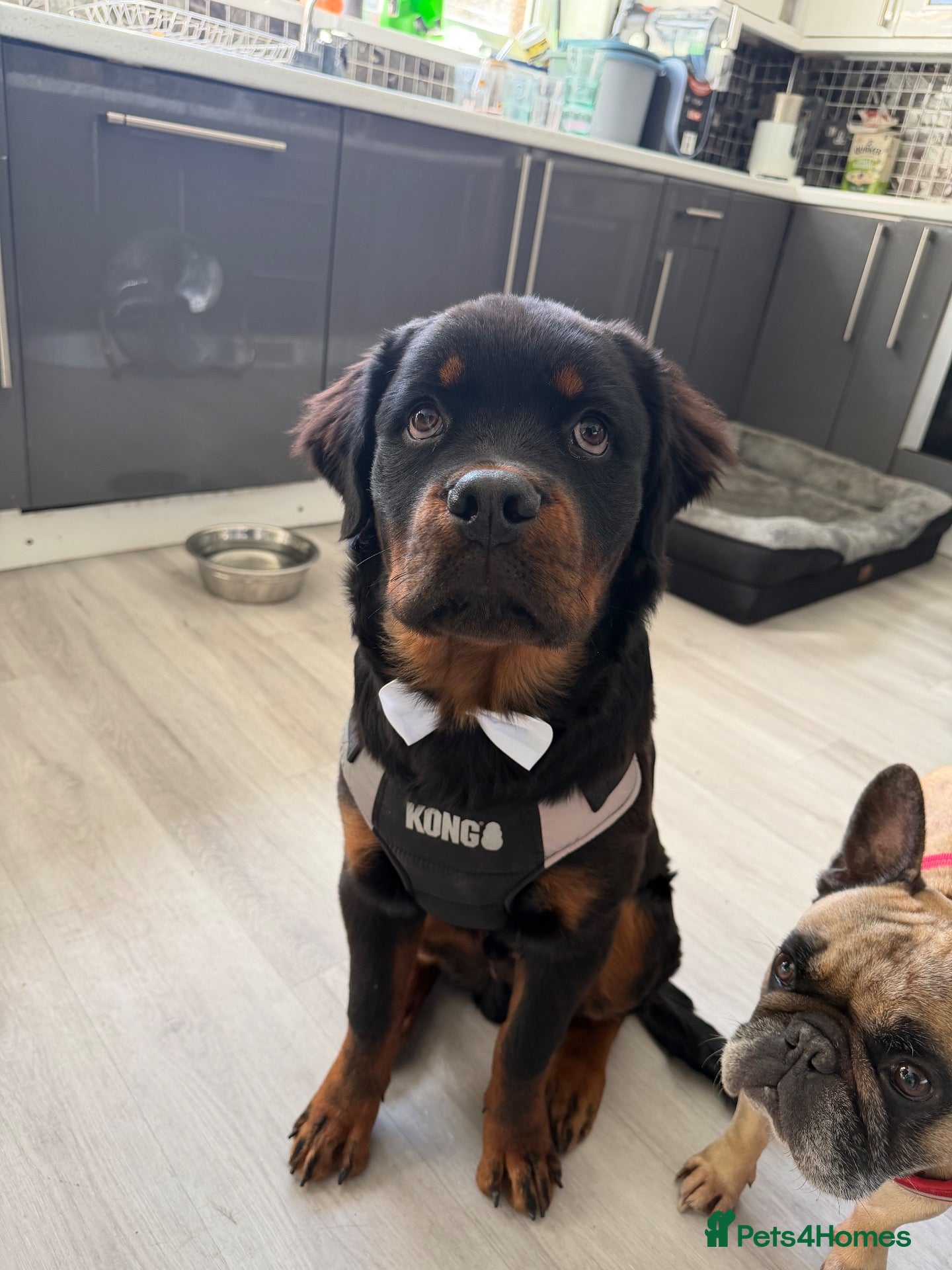 Rottweiler dogs for sale: Mr Rolex  - Advert 11