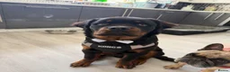 Rottweiler dogs for sale: Mr Rolex  in Bristol - Advert 1