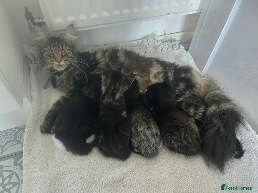 Maine Coon cats for sale: Beautiful Maine Coon cross Kittens - Advert 1