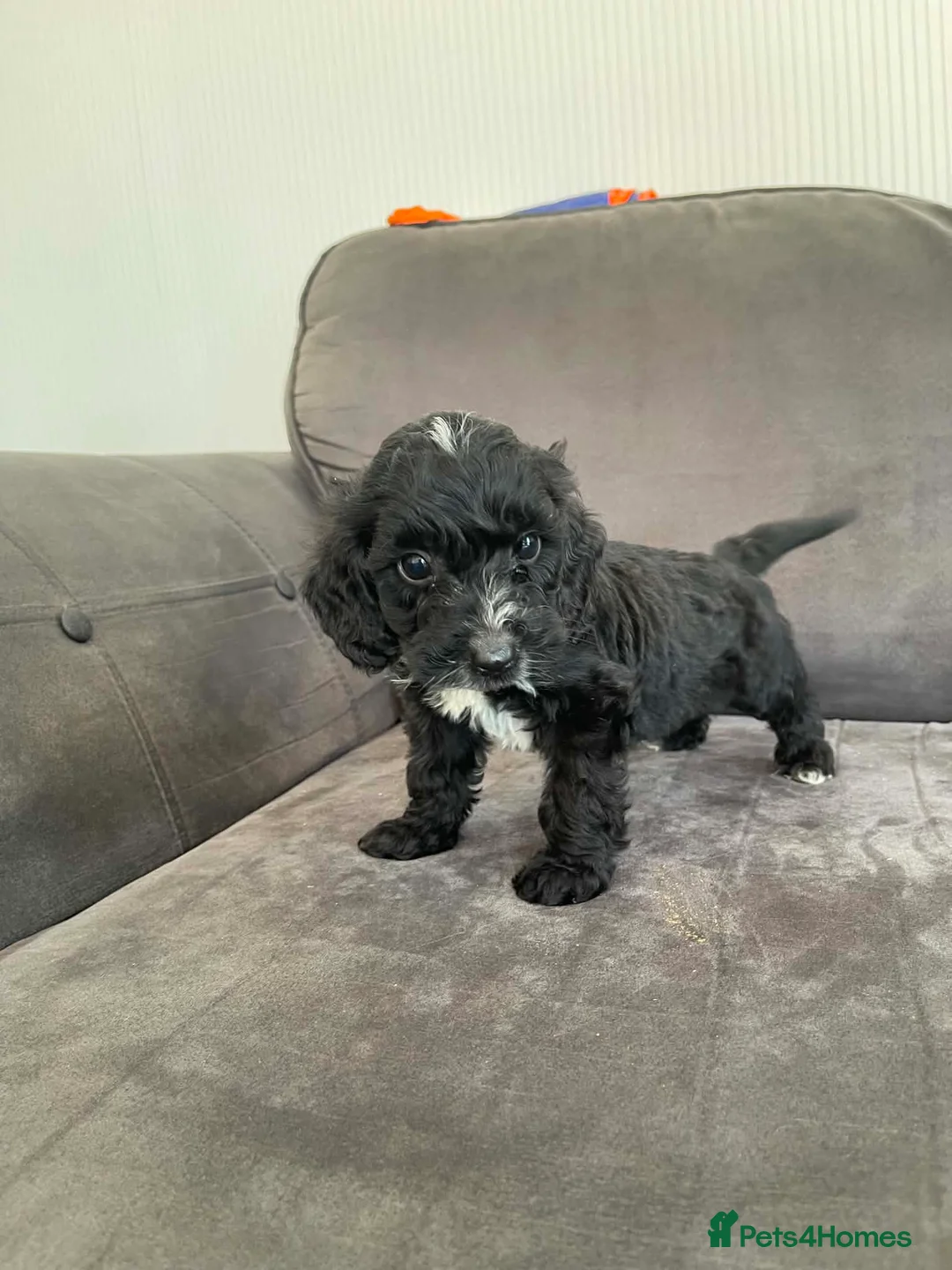Cockapoo dogs for sale: 7 beautiful cockapoo in Stourport-on-Severn - Advert 2