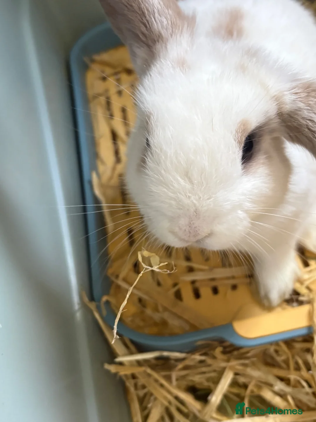 Mini Lop rabbits for sale: Baby mini lop rabbits in Liversedge - Advert 1