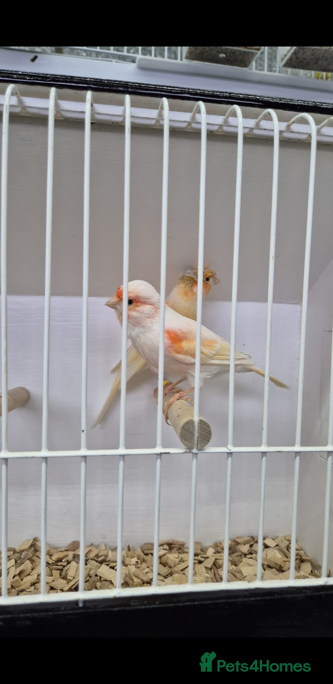 Canaries birds for sale: Canaries for sale - Advert 24