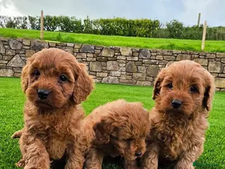 Cavapoo dogs STUNNING HEALTH TESTED PUPPIES - Advert 3