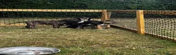 Lurcher dogs for sale: Lurcher in Richmond - Advert 10