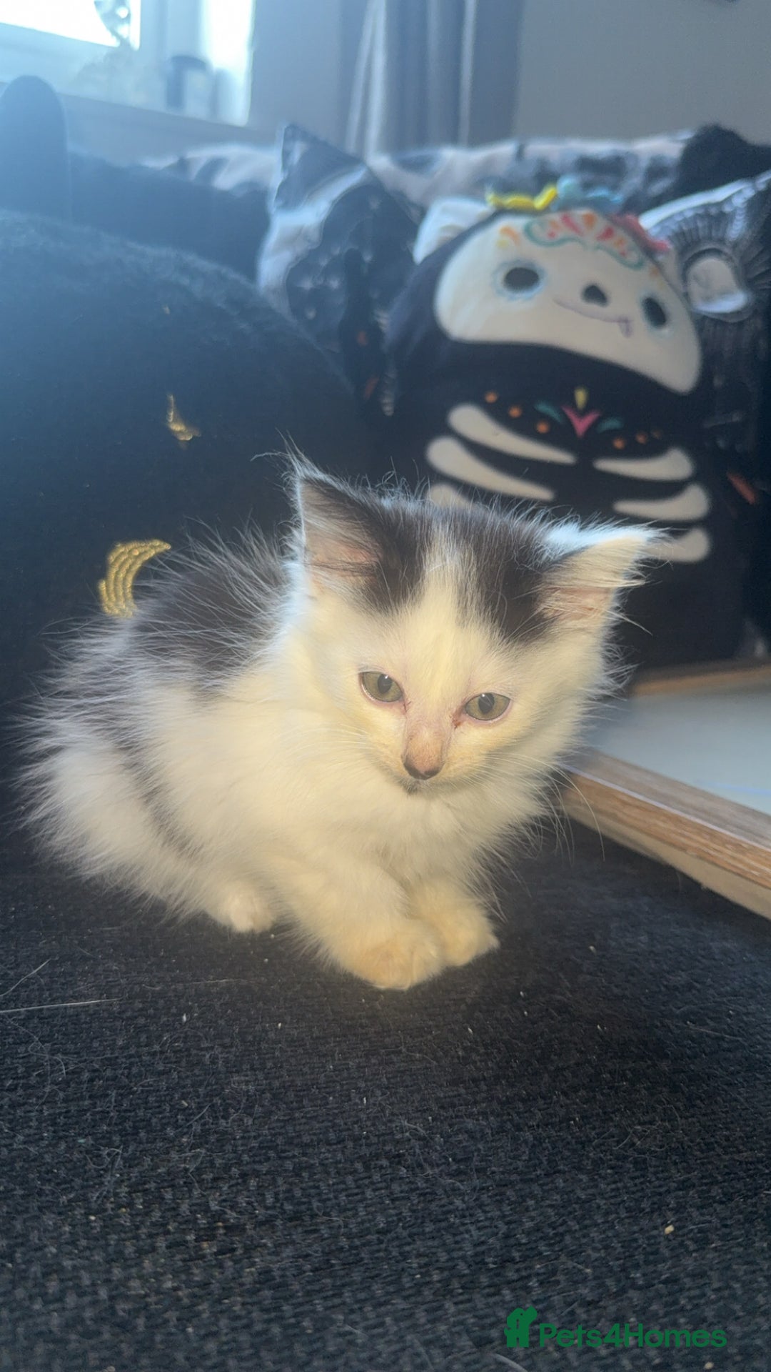 Mixed Breed cats for sale: Kittens for sale in Cannock - Image 7