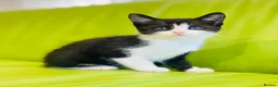 Mixed Breed cats for sale: Kittens for sale ,mixed breed, wonderful behaviour - Advert 12