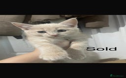 Domestic Shorthair cats for sale: 3 beautiful female kittens  - Image 14
