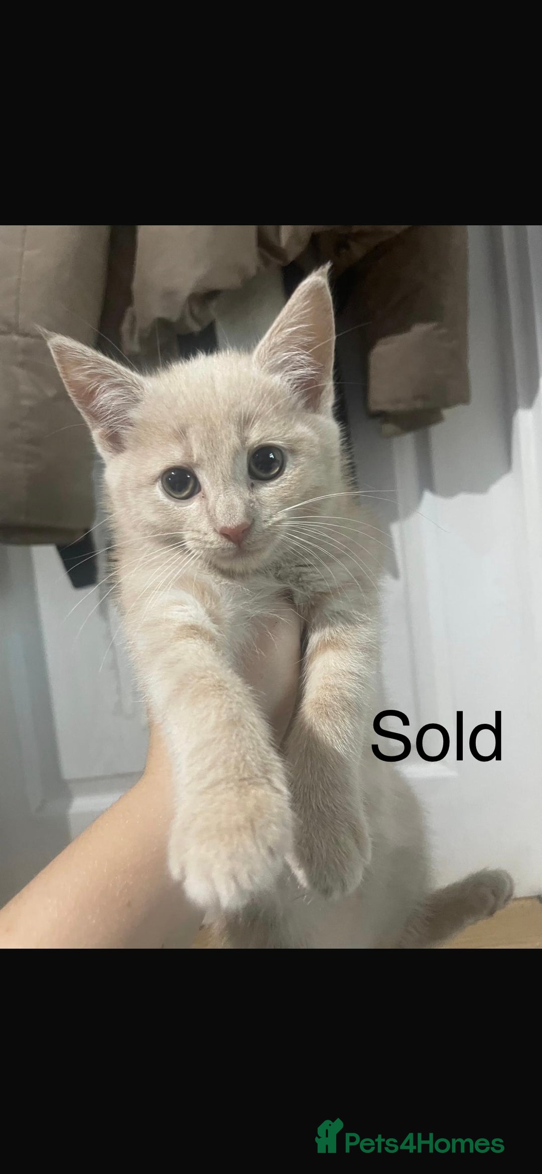 Domestic Shorthair cats for sale: 3 beautiful female kittens  - Image 14