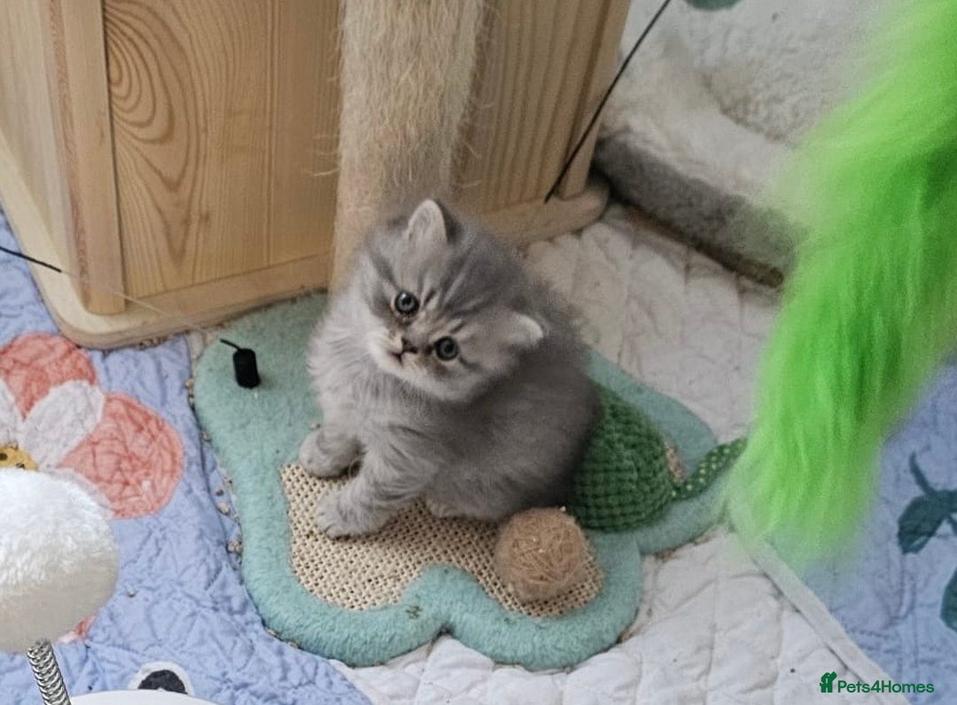 British Longhair cats for sale: Ready to go amazing kitties  - Advert 2