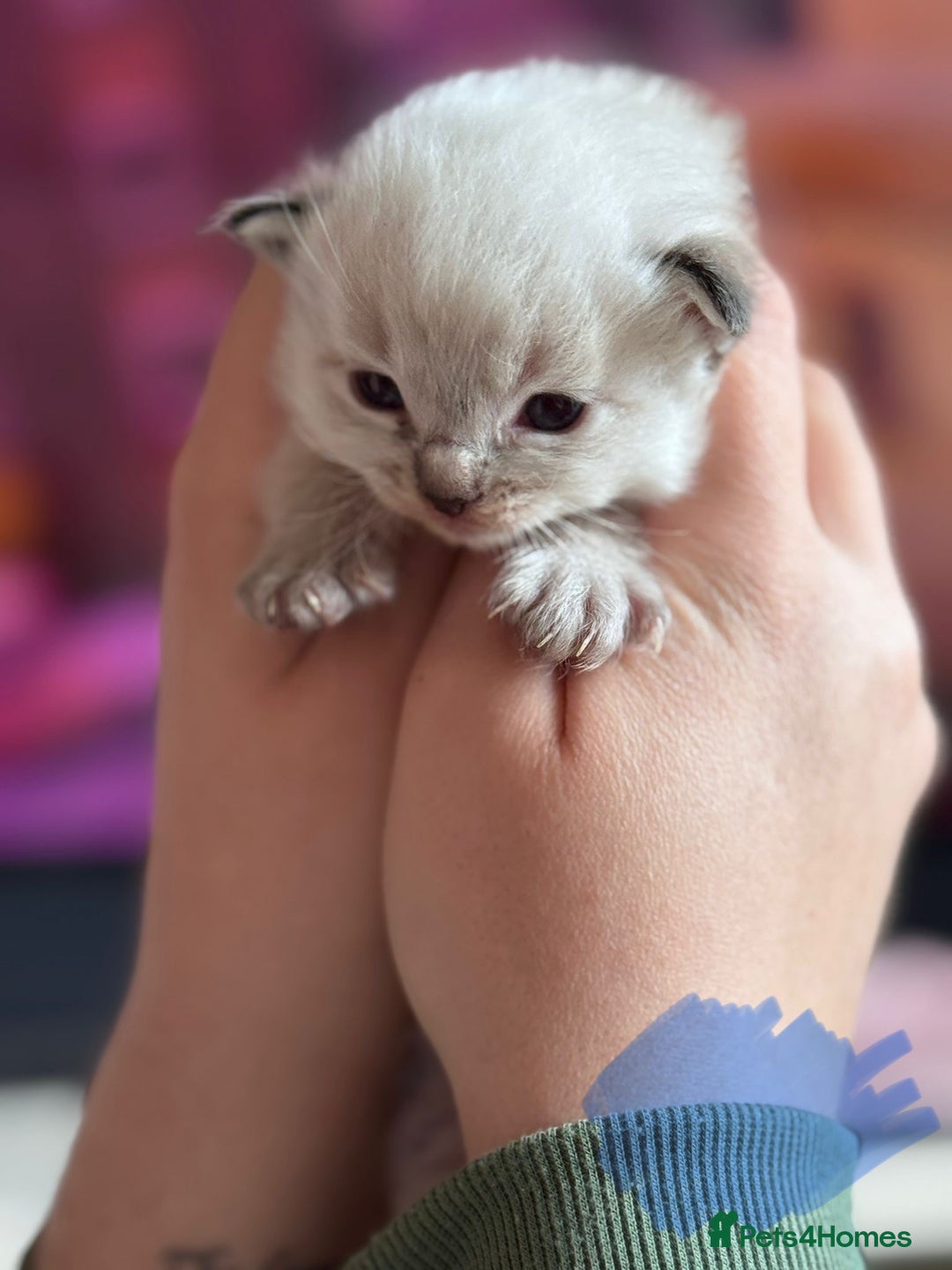 Ragdoll cats for sale: Absolutely stunning Ragdoll kittens for sale - Image 18