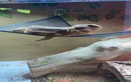 Bearded Dragon reptiles for sale: Male bearded dragon  - Advert 3