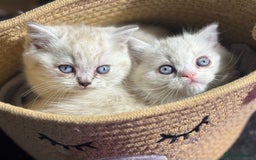 Scottish Fold cats for sale: TICA Full Pedigree kitten available  - Image 9