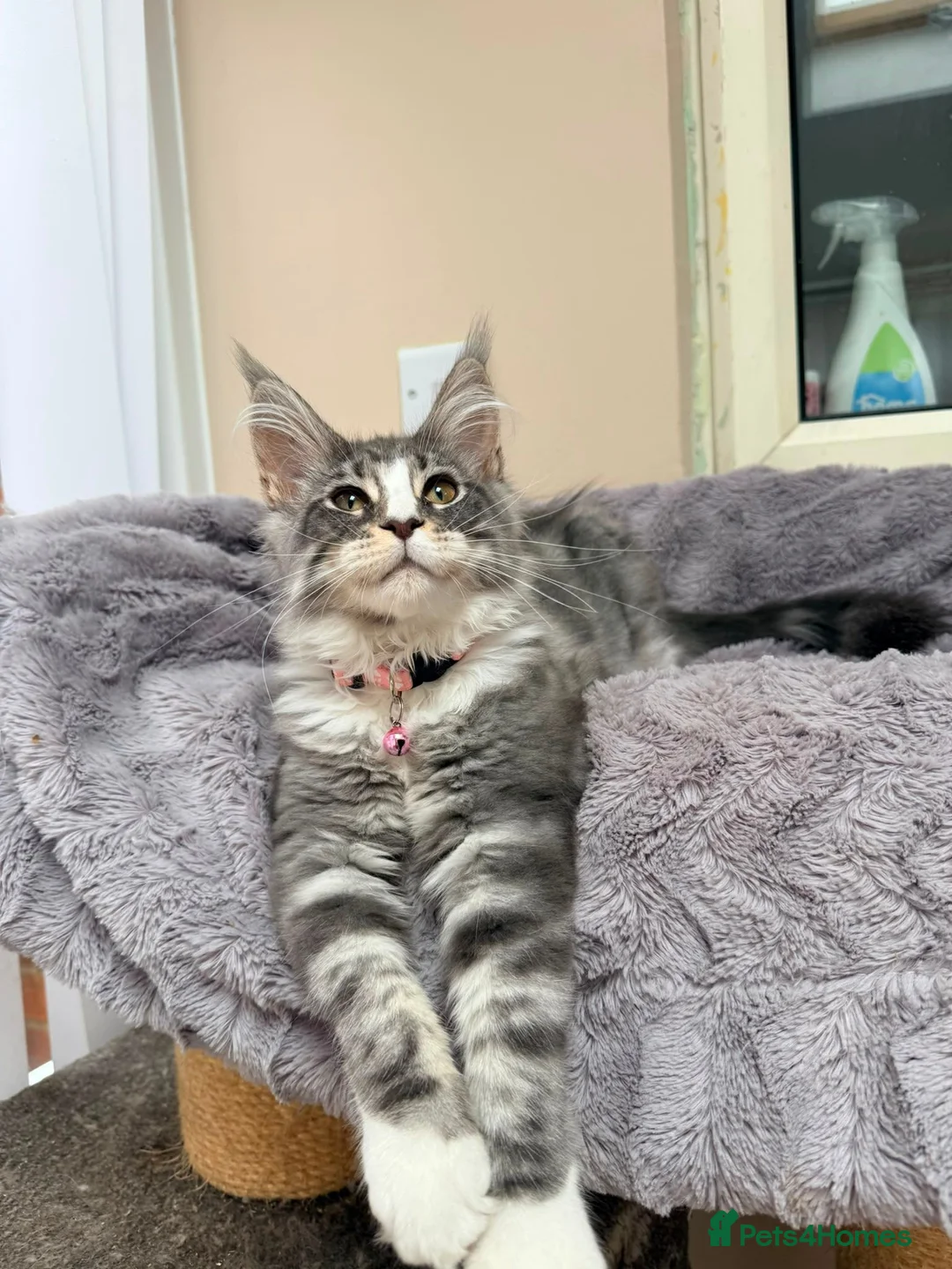 Maine Coon cats for sale: Beautiful pedigree FEMALE Maine Coon kitten - Advert 14