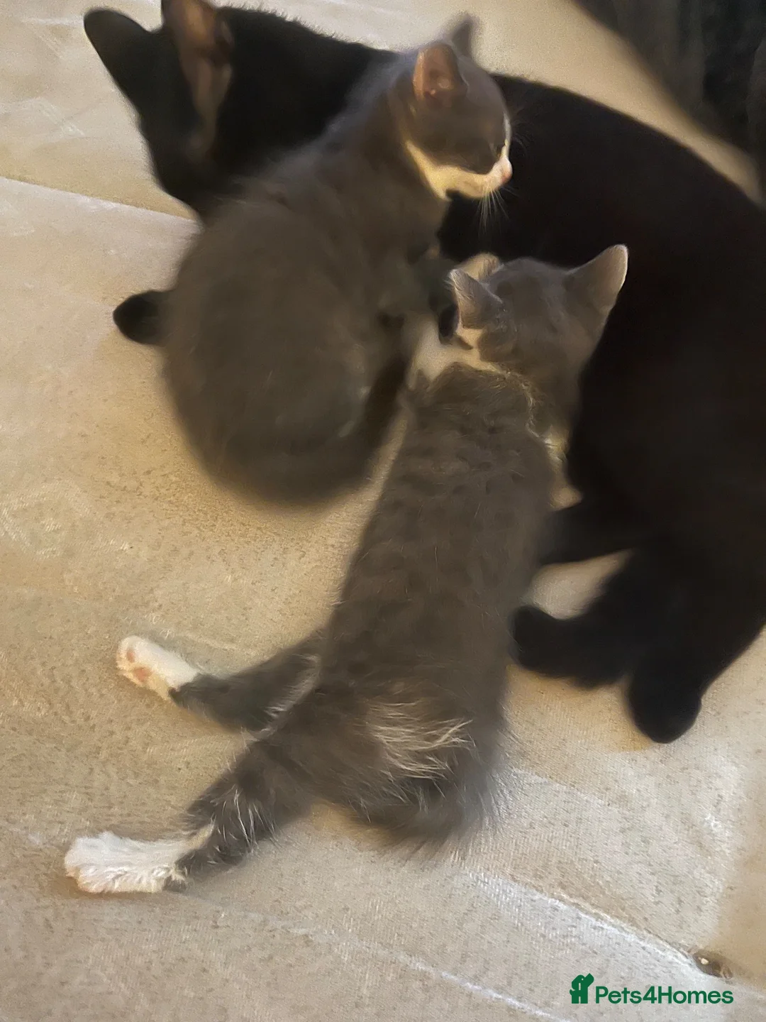 Mixed Breed cats for sale: Domestic mixed kittens in Paisley - Advert 2